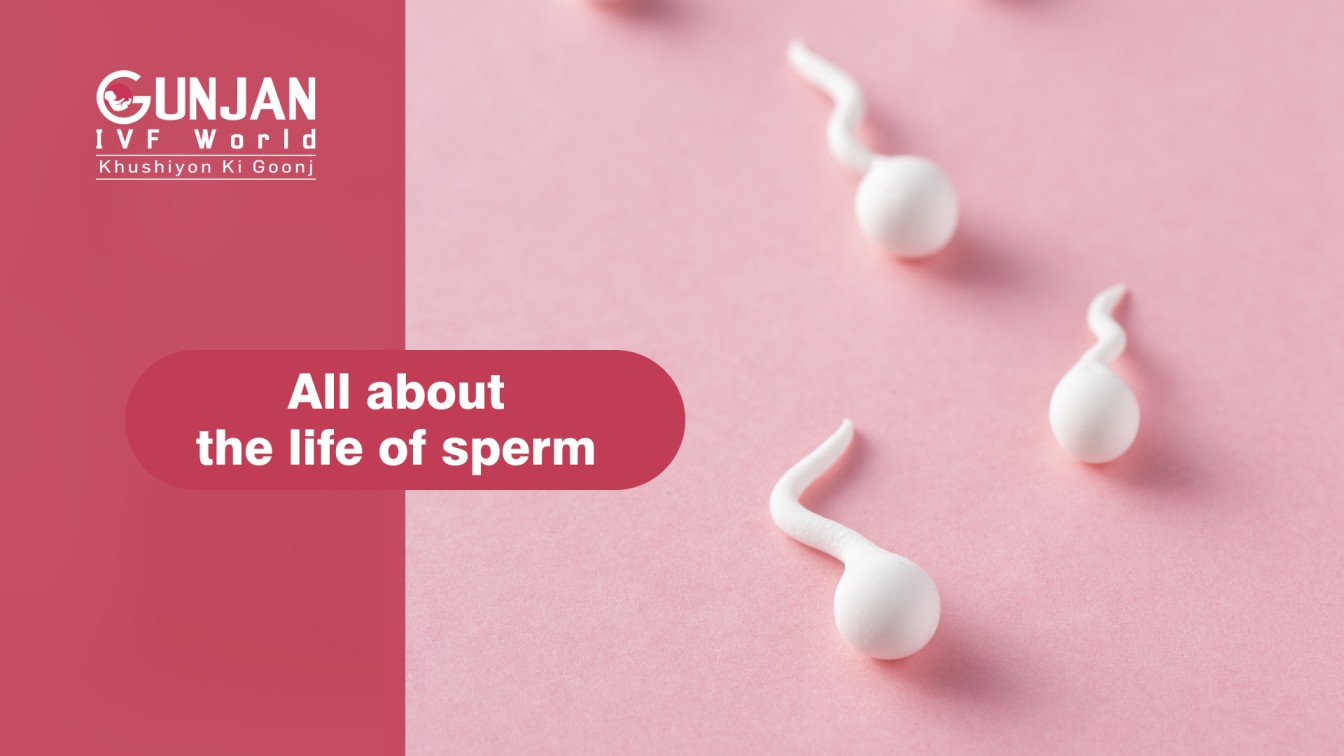 Life span of sperm explained - Gunjan Ivf World